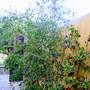 Горящие туры в отель Villa Paradise (Афон) Apt - 2