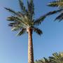 Горящие туры в отель Sentido Akassia Beach - 5
