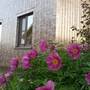 Горящие туры в отель guest house Elizaveta - 6