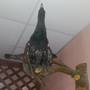 Горящие туры в отель Budget Apart- Hotel Melnitsa - 5
