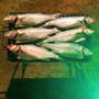 Горящие туры в отель Ilginlar plaj-kamping - 6