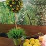Горящие туры в отель Lemon Hostel - 1