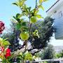 Горящие туры в отель Ruzgar Gulu Butik Otel - 4