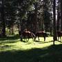 Горящие туры в отель Guest house u Zuli - 2