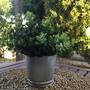 Горящие туры в отель Holiday Home Pissouri Limassol - 3