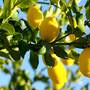 Горящие туры в отель Citrus Grove Apartments - 2