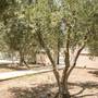 Горящие туры в отель Olive Tree Apartments - 2