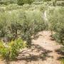 Горящие туры в отель Olive Tree Apartments - 5