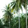 Горящие туры в отель Happy House Resort - 5
