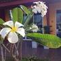 Горящие туры в отель My Home Resort - 5