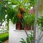 Горящие туры в отель Tropical Seaview - 4