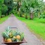 Горящие туры в отель Rai Lung Tui Homestay - 6