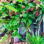 Горящие туры в отель Bhumlapa Garden Resort - 5