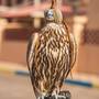 Горящие туры в отель Al Bada Hotel and Resort - 5