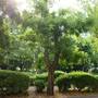 Горящие туры в отель Sea Garden Plaza Apartment - 3