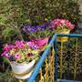 Горящие туры в отель The Coral Tree Homestay - 2
