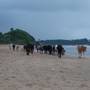 Горящие туры в отель Indraprasth Palolem Hill - 4