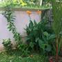 Горящие туры в отель Green Villa Garden Home & Guesthouse - 6