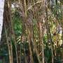 Горящие туры в отель ST Bhavan Homestay - 2