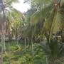 Горящие туры в отель Kaveri Tourist Home - 5