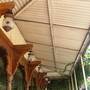 Горящие туры в отель Naila Bagh Palace Heritage Home Hotel - 6