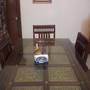 Горящие туры в отель Rampura Kothi - 4