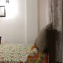 Горящие туры в отель Raghu's Holiday Home - 2