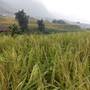 Горящие туры в отель Dang Phung Homestay - 5