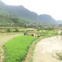 Горящие туры в отель Golden Rice Garden - 6
