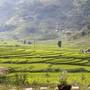 Горящие туры в отель Golden Rice Garden - 4