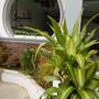 Горящие туры в отель Son Tra Guesthouse - 6