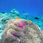 Горящие туры в отель Lily Rest Maldives - 5