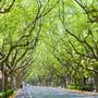 Горящие туры в отель Crowne Plaza Shanghai - 4