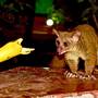 Горящие туры в отель Mangrove Lodge - 5