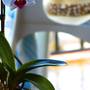 Горящие туры в отель Apartaments Rosa Clara - 2