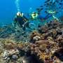 Горящие туры в отель The Sands At Chale Island - 6