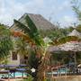 Горящие туры в отель Mbuyuni Beach Village - 4
