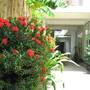 Горящие туры в отель Frangipani Villa-60s Hotel - 1