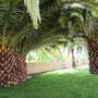 Горящие туры в отель Dalyan Palmiye Resort Hotel - 2