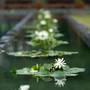 Горящие туры в отель Anantara Chiang Mai Resort & Spa - 2