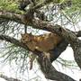 Горящие туры в отель Serengeti Serena Safari Lodge - 5