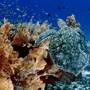 Горящие туры в отель Alphonse Island Resort - 3