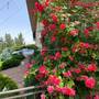 Горящие туры в отель Olympia Garden Hotel - 4
