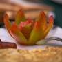 Горящие туры в отель Wave Beach Resort Unawatuna - 4