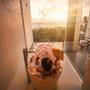 Горящие туры в отель The Habitat Kosgoda by Asia Leisure - 6