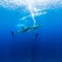Горящие туры в отель TME Retreats Dhigurah - 6