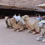 Горящие туры в отель Sun City Camp - 6