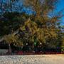 Горящие туры в отель Avatara Resort - 6