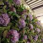 Горящие туры в отель Hotel Purple Hong Kong - 3