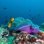 Горящие туры в отель The Nautilus Maldives - 3